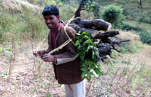 Wahoe Commune Team Harpreet